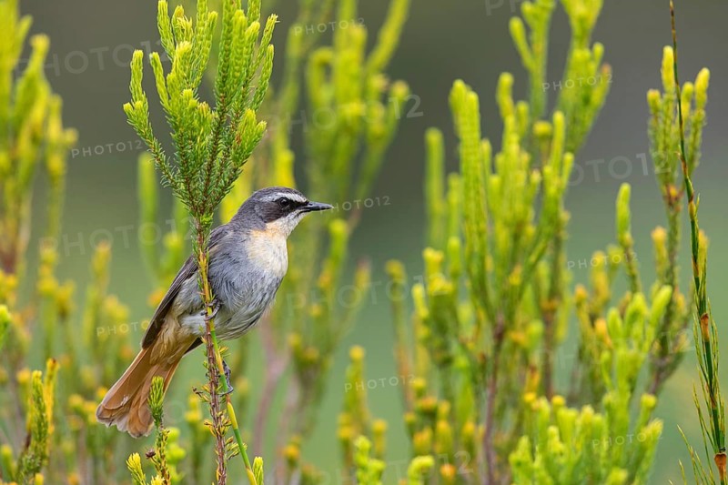 Cossypha caffra, family of flycatchers, Underberg surroundings, Underberg, KwaZulu-Natal, South Africa, Africa