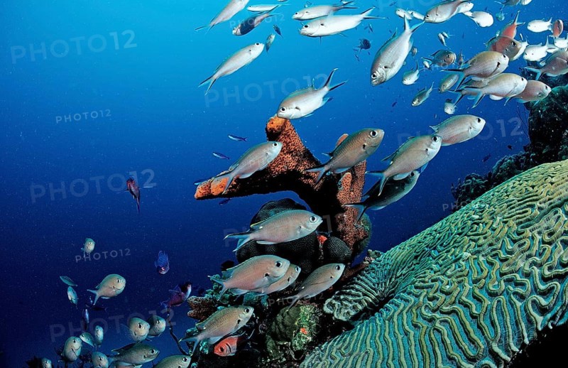 Brown Chromis, Chromis multilineata, Netherlands Antilles, Bonaire, Caribbean, Caribbean Sea