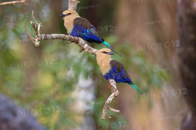 Blue-bellied roller (Coracias cyanogaster), Roller family, Marakissa Area, Marakissa, South Bank, Gambia, Africa