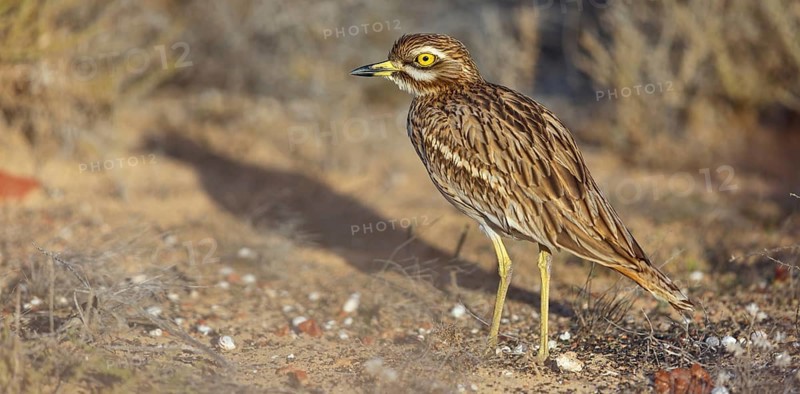 Curlew, Animals, Birds, (Burhinus oedicnemus), Biotope, Habitat, Foraging, Curlew family, Canary Islands, Lanzarote, Canary Islands, Spain, Europe