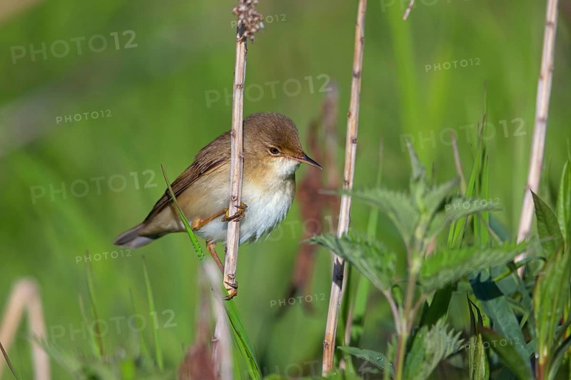 Reed Warbler, subspecies scirpaceus, (Acrocephalus scirpaceus scirpaceus), (Acrocephalus scirpaceus), animals, birds, songbirds, Hockenheim, Baden-Württemberg, Federal Republic of Germany