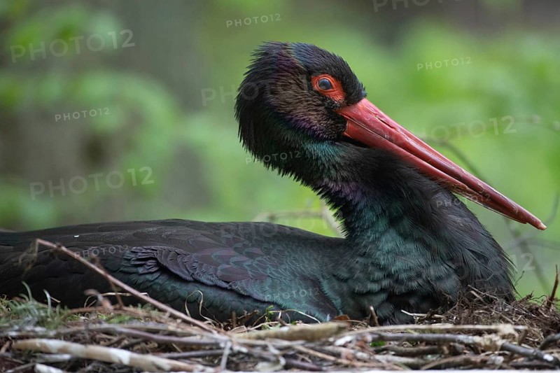 Black stork (Ciconia nigra)