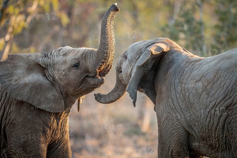 Elephants playing in the Kruger National Park, South Africa, Africa