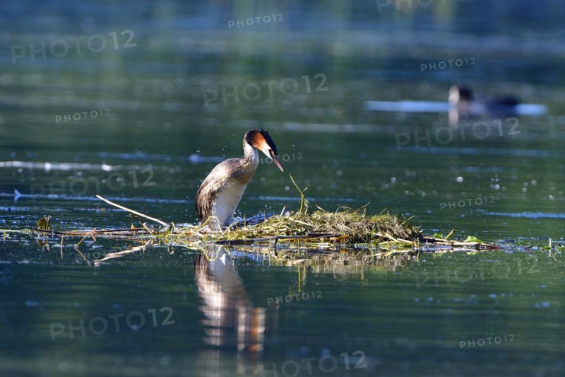 A Great Crested Grebe (Podiceps cristatus) on a nest.Great Crested Grebe on its nest