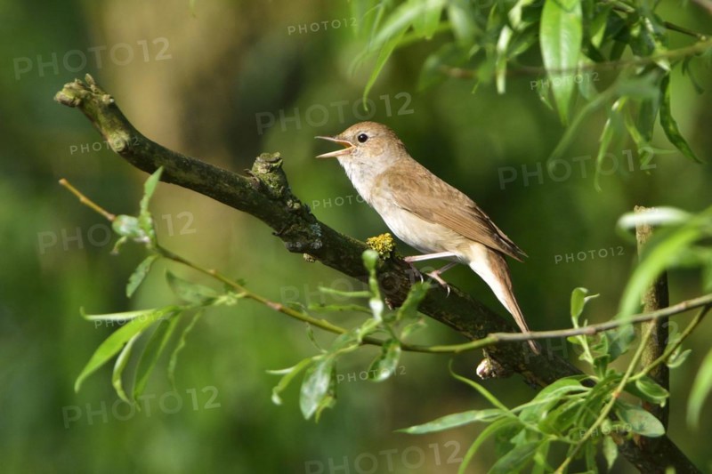 Thrush nightingale, Thrush singing on a tree in the morning. Thrush in the morning
