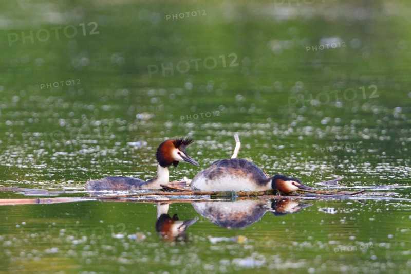 Pairing of the Great crested grebe. Great crested grebe mating