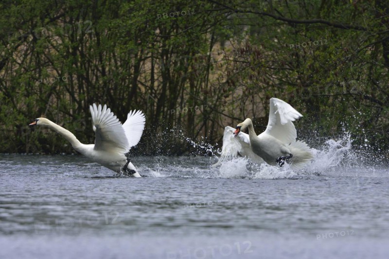 Mute swan in fight. Mute swans in defence of their territory