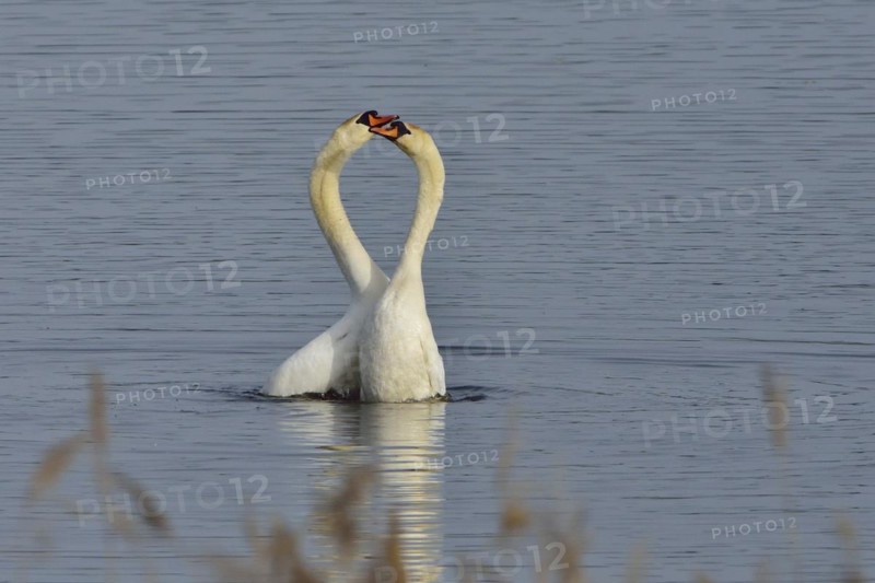 Mute Swan (Mating Pair), Mute Swan (Pair courting)