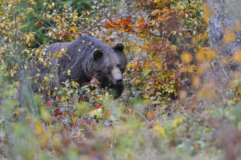 Brown bear, Bavarian Forest National Park, Germany, European Brown bear, Europe