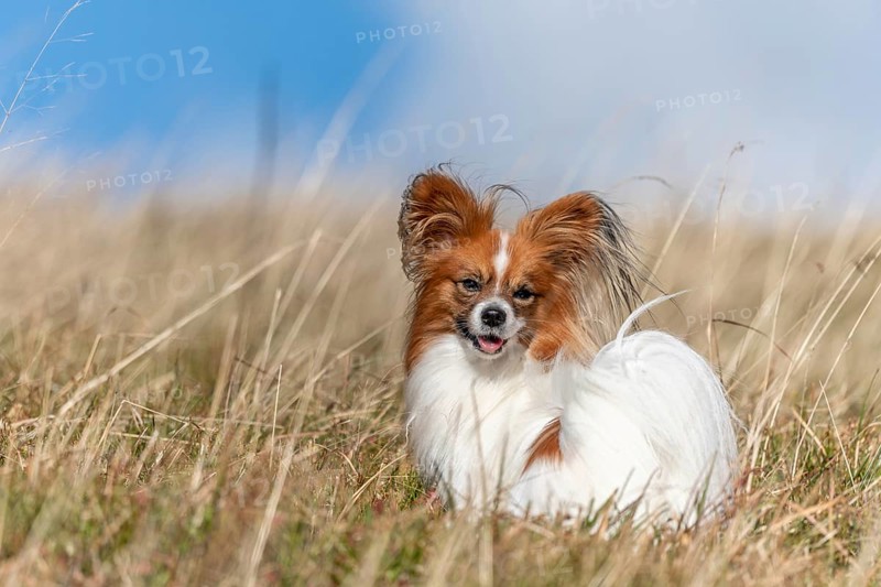 Continental Toy Spaniel on a walk in a meadow. France