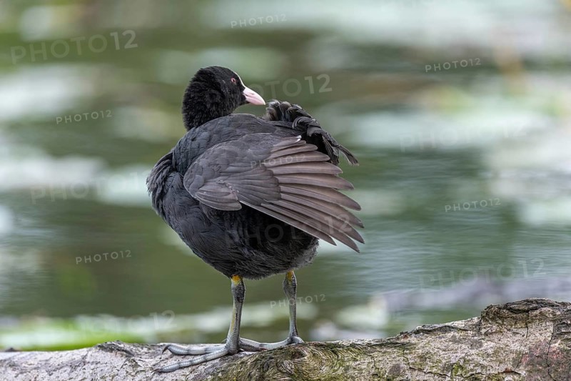 Eurasian Coot (Fulica atra) coming to feed its chicks. Bas Rhin, Alsace, France, Europe