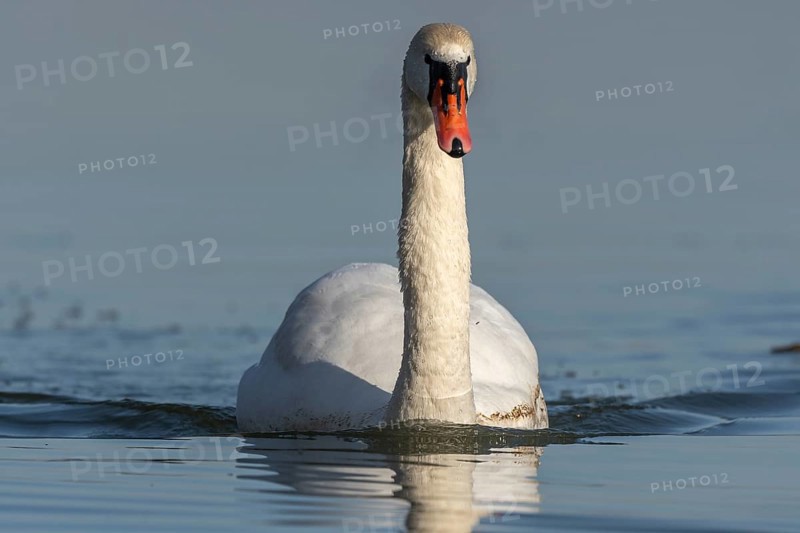 Mute swan (Cygnus olor) swimming on the water of a lake, Bas-Rhin, Alsace, Grand Est, France, Europe
