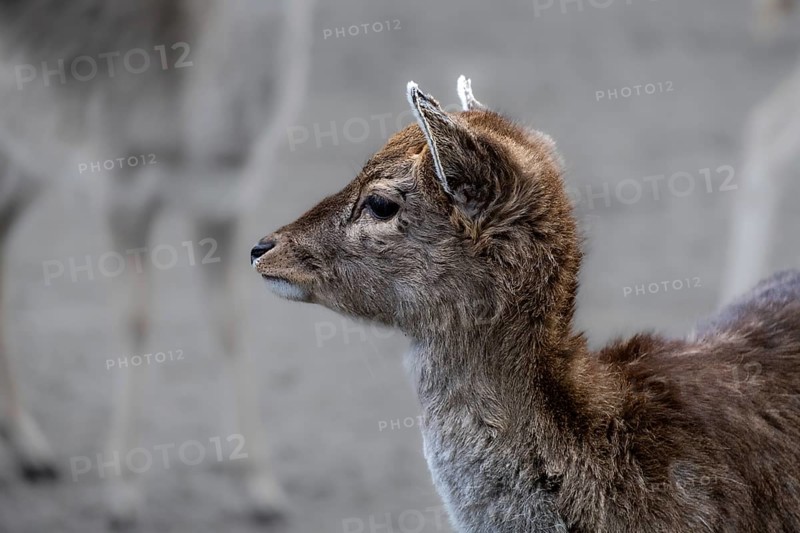 Portrait of a young fallow deer