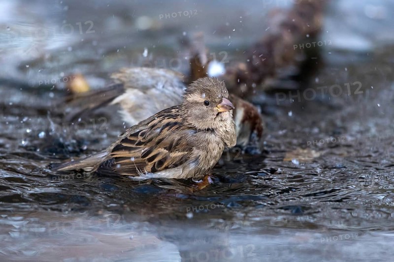 House sparrow - female bathing in an ice hole (Passer domesticus)