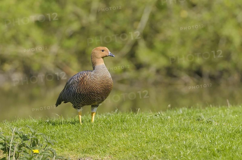 Female Magellanic Goose (Chloephaga picta)