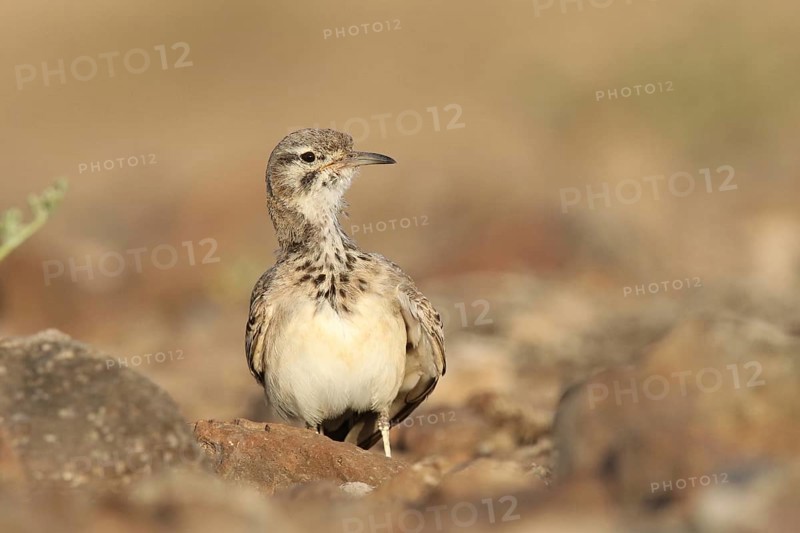 Desert Sandpiper Lark (Alaemon alaudipes)