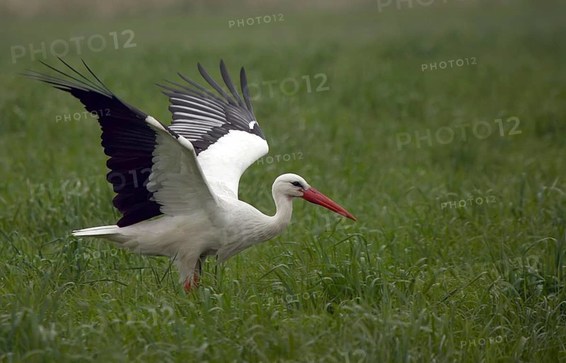 White stork (Ciconia ciconia)