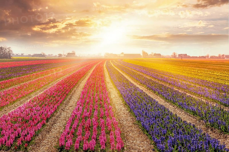Colorful sunset in Netherlands, Europe with field of blooming hyacinth flowers in Holland