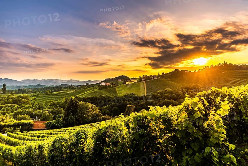 Vineyards in Slovenia close to the border with Austria south styria. tourist destination