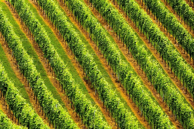 Beautiful rows of grapes before harvesting. Austria Slovenia area Sulztal, Gamliz, Spicnik. Background green patterns, rows of grape plants