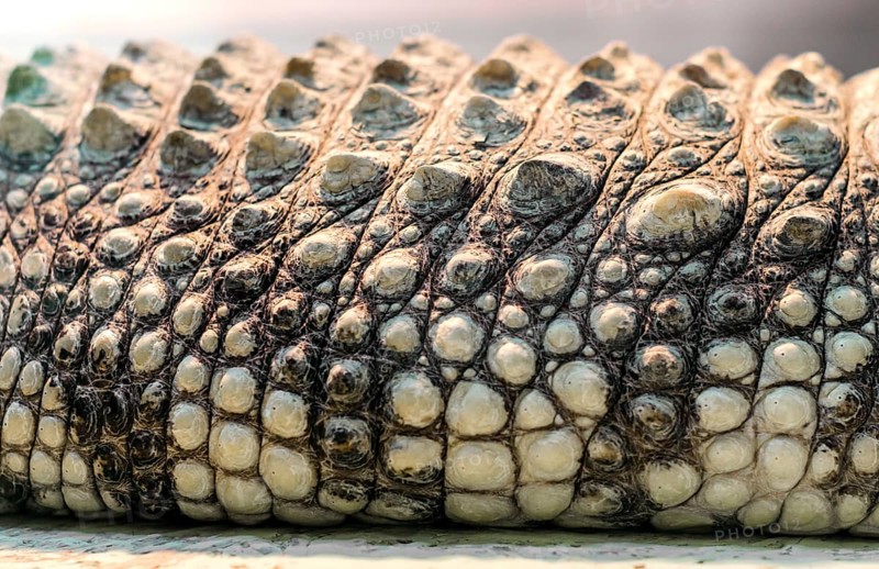 Alligator crocodile skin detail pattern close up