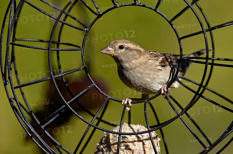 Sparrow in the feeding ring