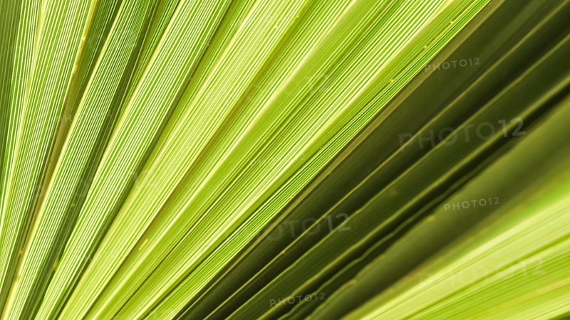 Palm leaf texture for background. Summer holiday and tropical nature concept