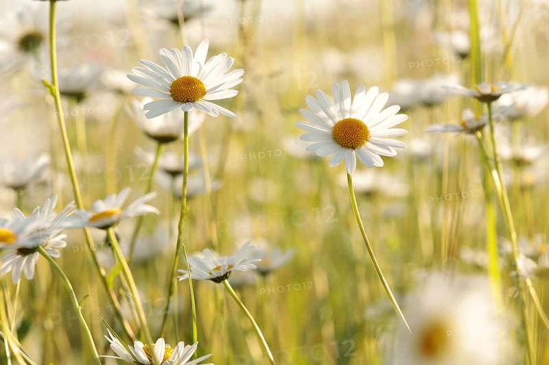 Daisies on a spring meadow at dawn