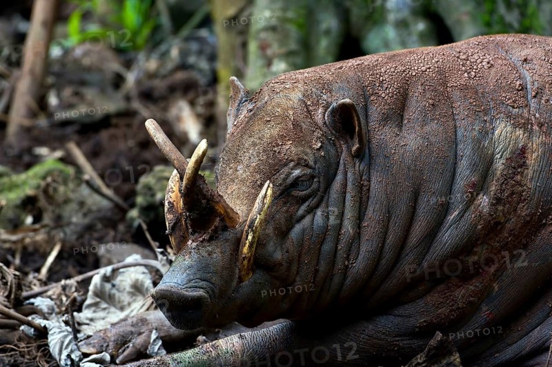 Close up photo of a Babirusa Sulawesi Utara (Babyrousa celebensis)
