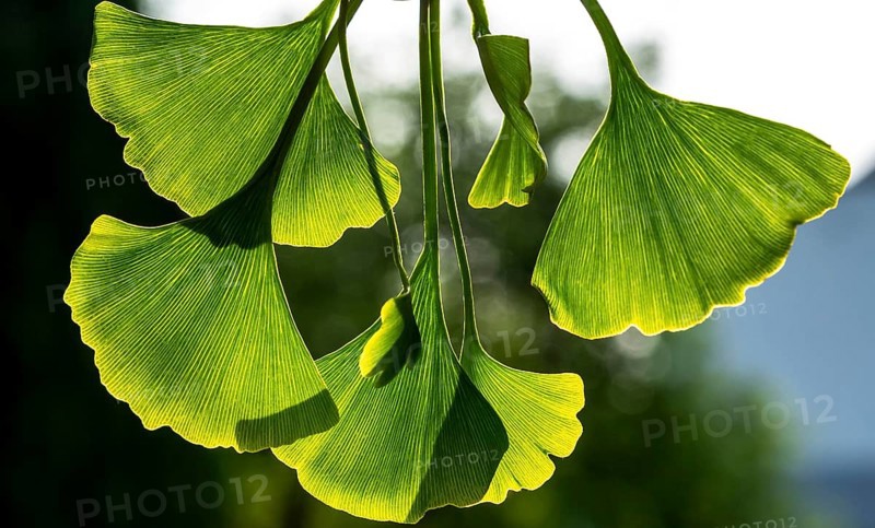 Green ginkgo leaves. Gingko foliage backlit. Close up