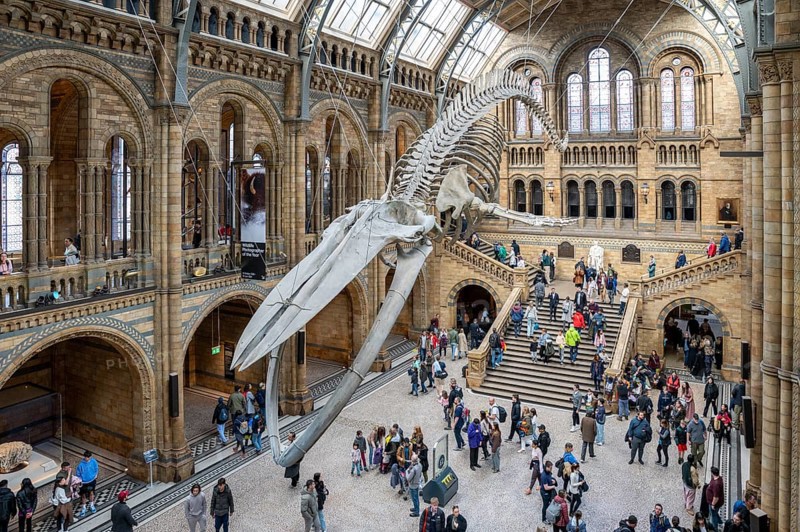 London, UK, March 23, 2024 : The blue whale skeleton in the Natural History Museum. Hintze hall. London.UK