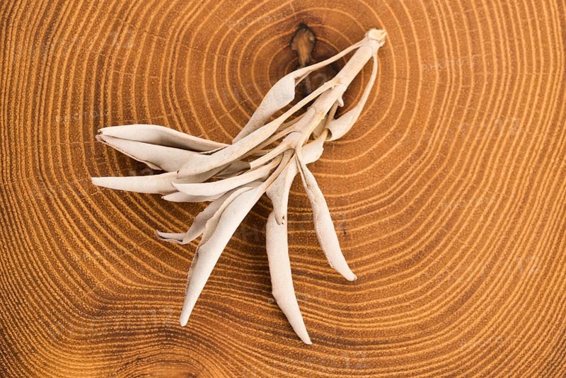 Dried white sage