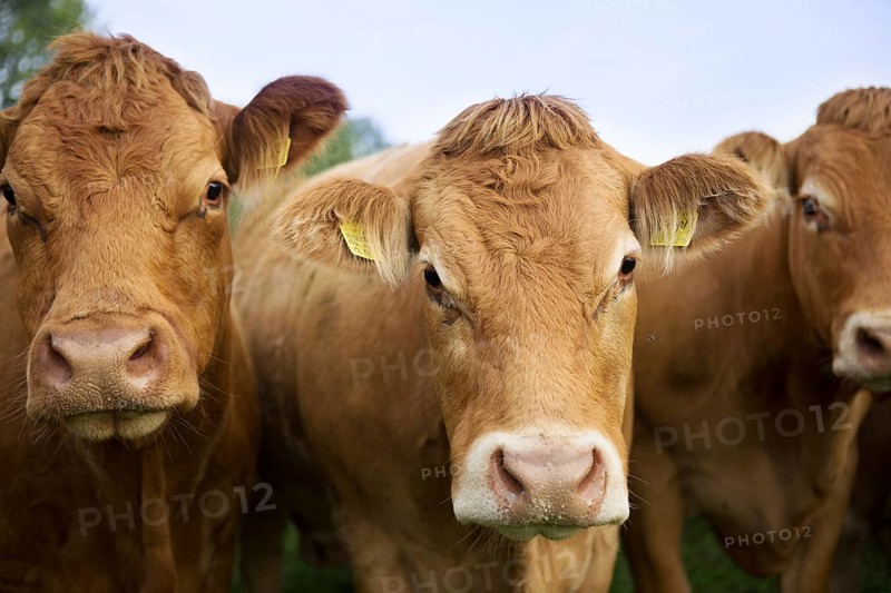 Cows in a paddock in Schleswig Holstein, Germany, Europe