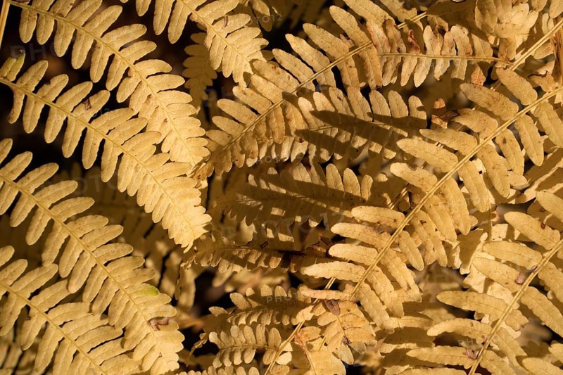 Fern, Weser Uplands, Hesse, Germany, Europe