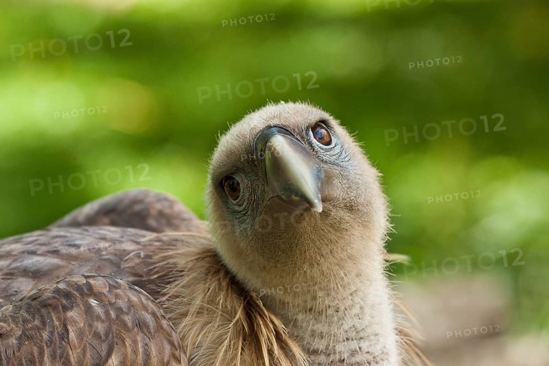 Young griffon vulture (Gyps fulvus)