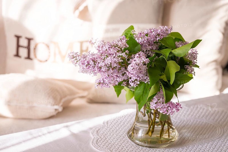 Syringa