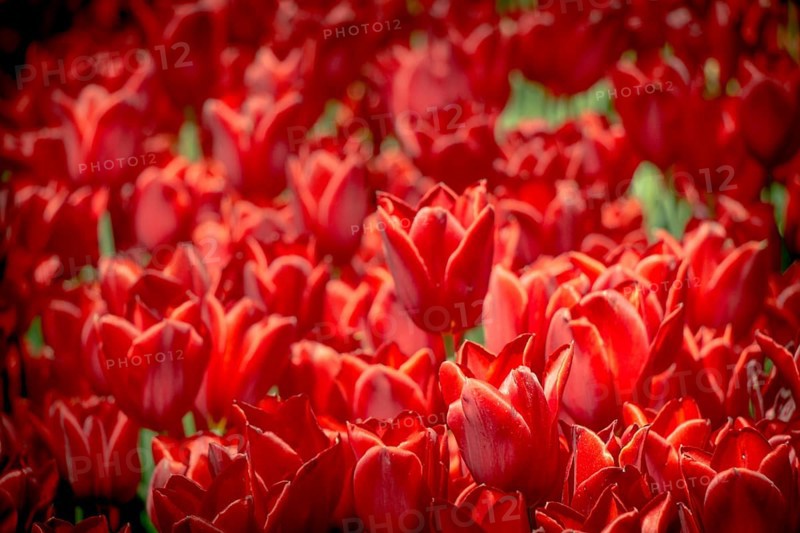 Bright colorful tulips as natural floral background