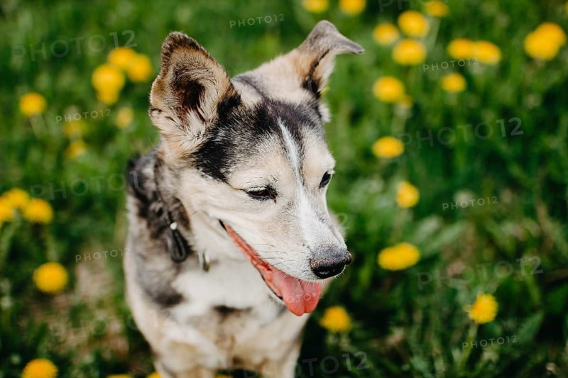 A happy dog with perked ears among blooming dandelions in a sunlit grassy field