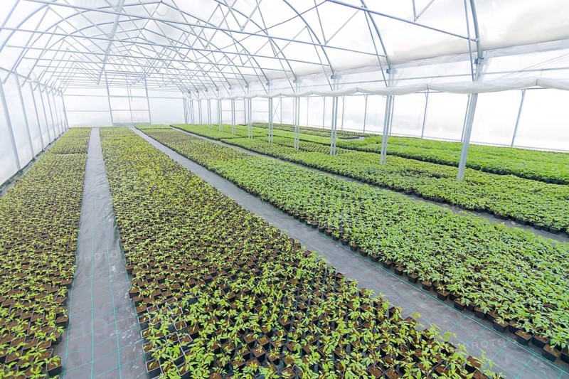 Greenhouse plant nursery. Spring Seedlings, Young plants growing