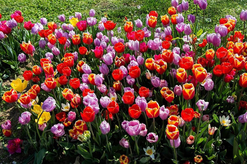 Blooming tulips flowers in as floral plant background