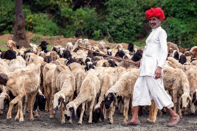 A man from the Rabari community with his goats, Gujarat, India, Asia