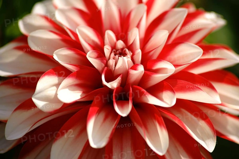 Close-up of a white and red patterned dahlia with many small petals