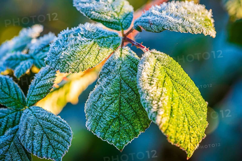 Frost streak on leaves of blackberry (Rubus fruticosus), illuminated by the low sun, which emphasises the frost pattern, Jena, Thuringia, Germany, Europe