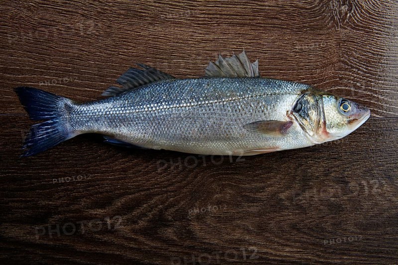 Seabass fresh fish on a dark wooden background