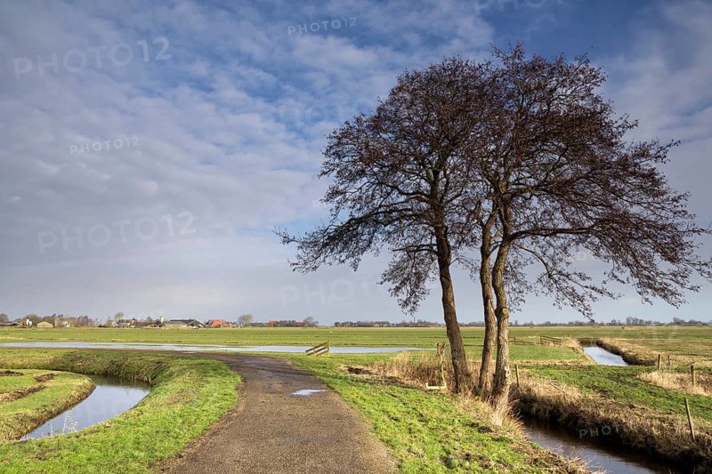 Solitary tree along a cycle path through the meadows at the Frisian village of Oosterzee