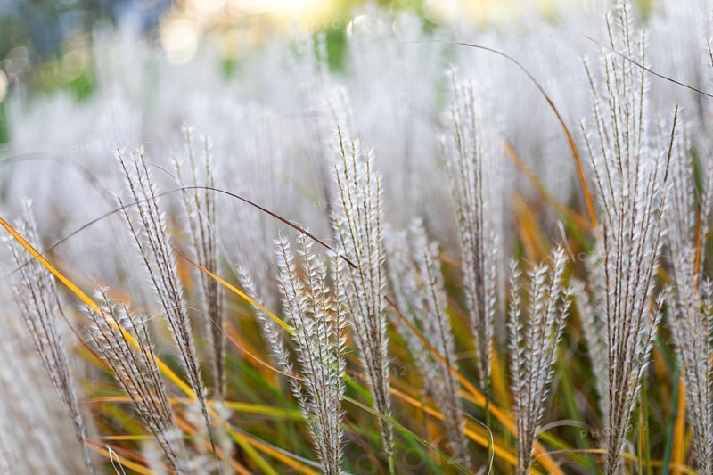 Ornamental grass in autumn, Pennisetum, Brunn am Wald, Lower Austria, Austria, Europe
