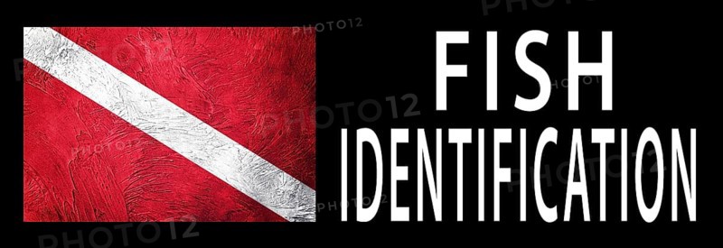 Fish Identification, Diver Down Flag, Scuba flag, Scuba Diving