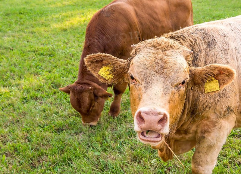 Animal portrait with a young german bull caught with the mouth open, chewing hay