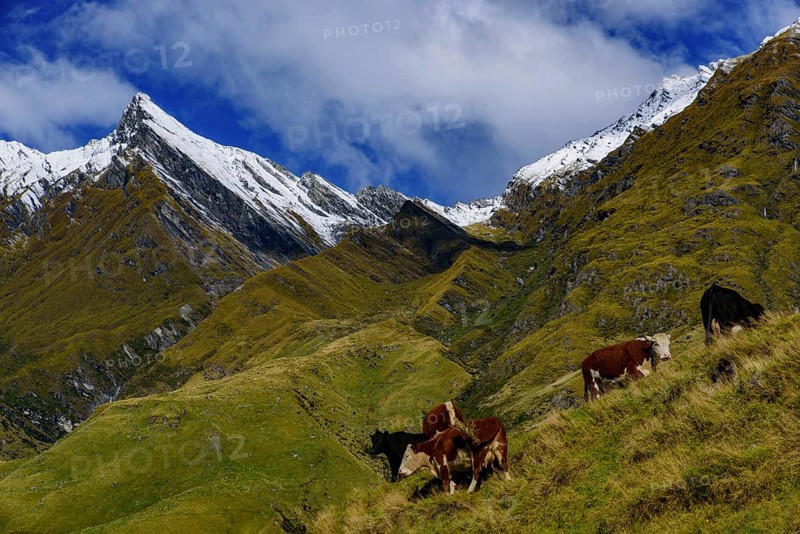 Cattle grazing on grass field in Mount Aspiring National Park, South Island, New Zealand, Oceania