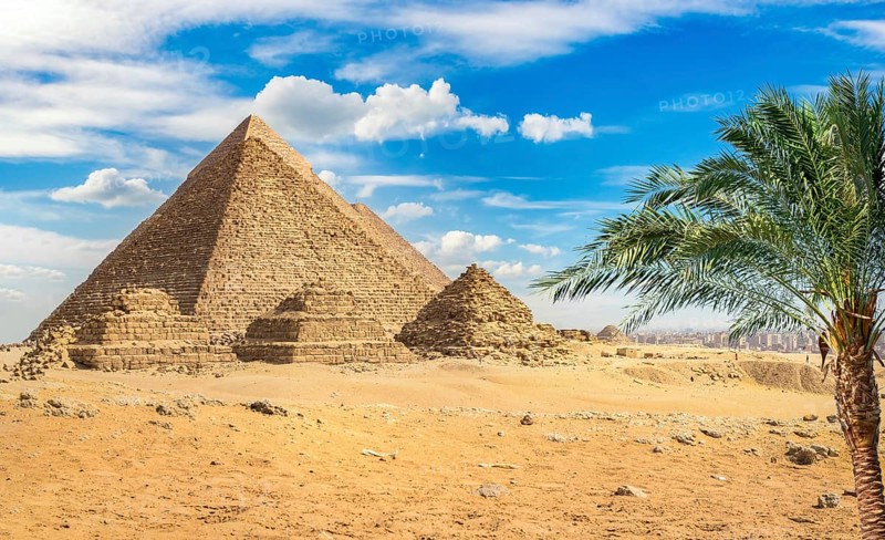 Palm tree near egyptian pyramids in desert of Giza, Cairo